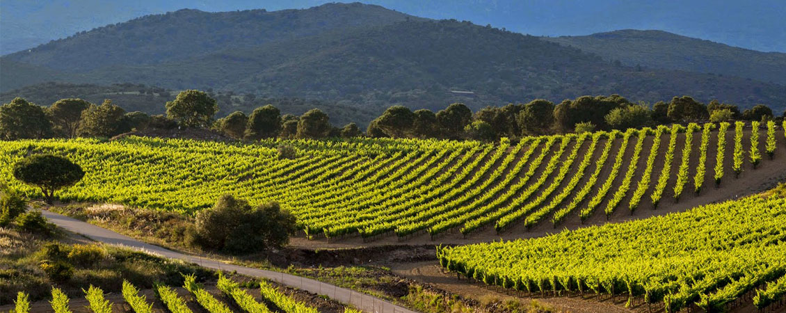 Vinyes
